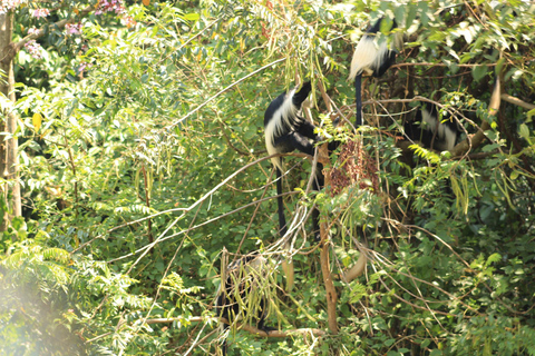 Uganda: 9-dniowy obwód góry Rwenzori i Park Narodowy Królowej Elżbiety