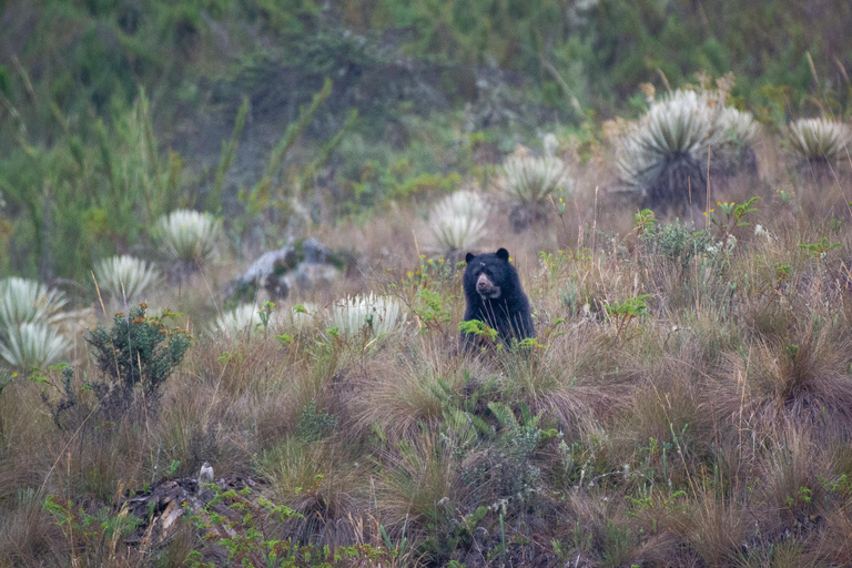 Private sight Tour Chingaza Paramo from Bogota, Andean BearPrivate sighting Tour in Chingaza Paramo, Andean Bear