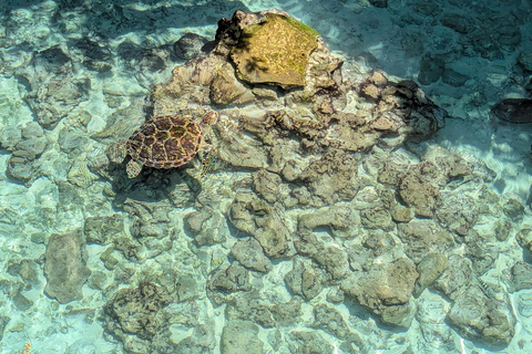 Zanzibar: The Rock, Paje Beach, Jozani Forest & Salaam Cave Prívate tour with No Hotel pick up and drop off.