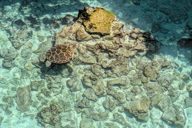 Zanzibar: The Rock, Paje Beach, Jozani Forest & Salaam Cave Prívate tour with No Hotel pick up and drop off.