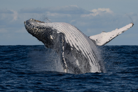 Sydney: Sunset Whale Watching Cruise - Whales Guaranteed! Sydney: Whale Watching Adventure Cruise - Whales Guaranteed
