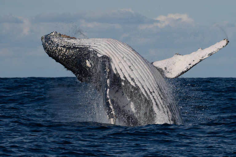 Sydney: Sunset Whale Watching Cruise - Whales Guaranteed! Sydney: Whale Watching Adventure Cruise - Whales Guaranteed