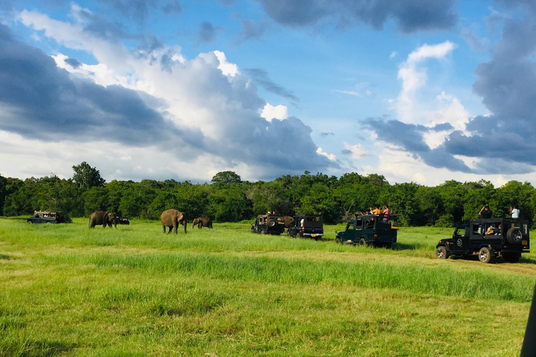 Pasikudah: Minneriya National Park Safari (half day tour)