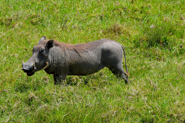 Arusha: Ngorongoro Crater Full-Day Safari Ngorongoro Crater: Full Day Safari