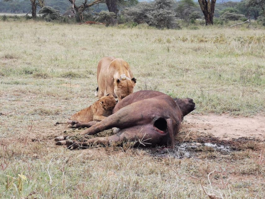 From Nairobi 3 Day Amboseli National Park Safari GetYourGuide