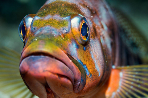 Your first introductory dive in Lanzarote with FREE photos. Your first diving baptism in Lanzarote with FREE photos