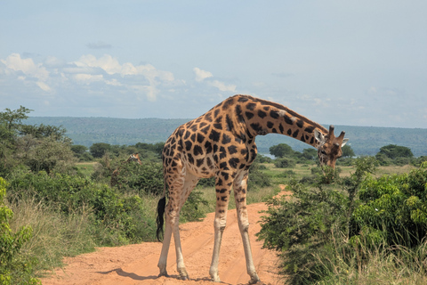 Kampala: 2-Day Best Murchison Falls Wildlife Adventure Tour