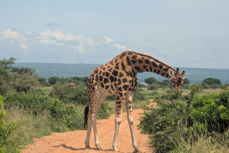 Kampala: 2-Day Best Murchison Falls Wildlife Adventure Tour