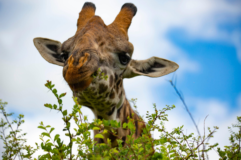 Nairobi: National Park Guided Game Drive Nairobi National Park Private Game Drive