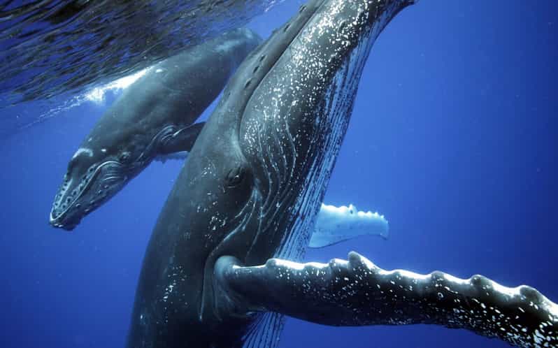 Uvita: Marino Ballena National Park Whale Watching Cruise