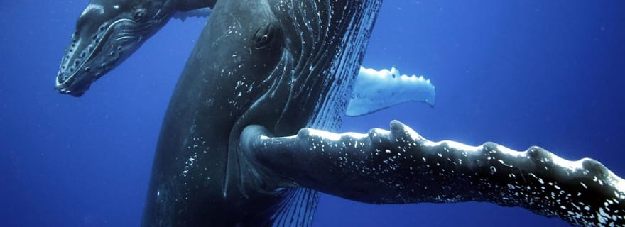 Uvita : Croisière observation des baleines du parc national Marino Ballena