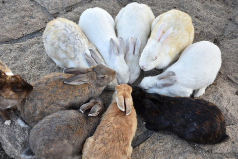 1-Day Tour in Hiroshima: Rabbit Island and Takehara Town