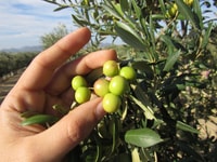 OleoAlmanzora, Guided Tour & Tasting + Pulpí Giant Geode - Housity