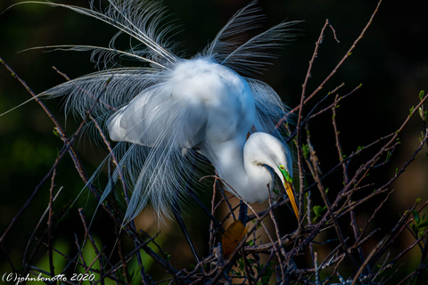 Orlando Bird Nerd Tour: Birding Kayak Tour Orlando Bird Nerd Tour: Long Birding Kayak Tour