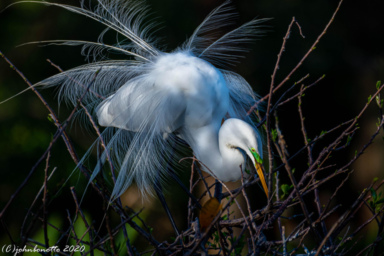 Orlando Bird Nerd Tour: Birding Kayak Tour Orlando Bird Nerd Tour: Long Birding Kayak Tour