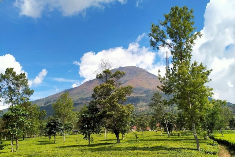 From Yogyakarta: Dieng Tour, Golden Sunrise &amp; Tea Plantation