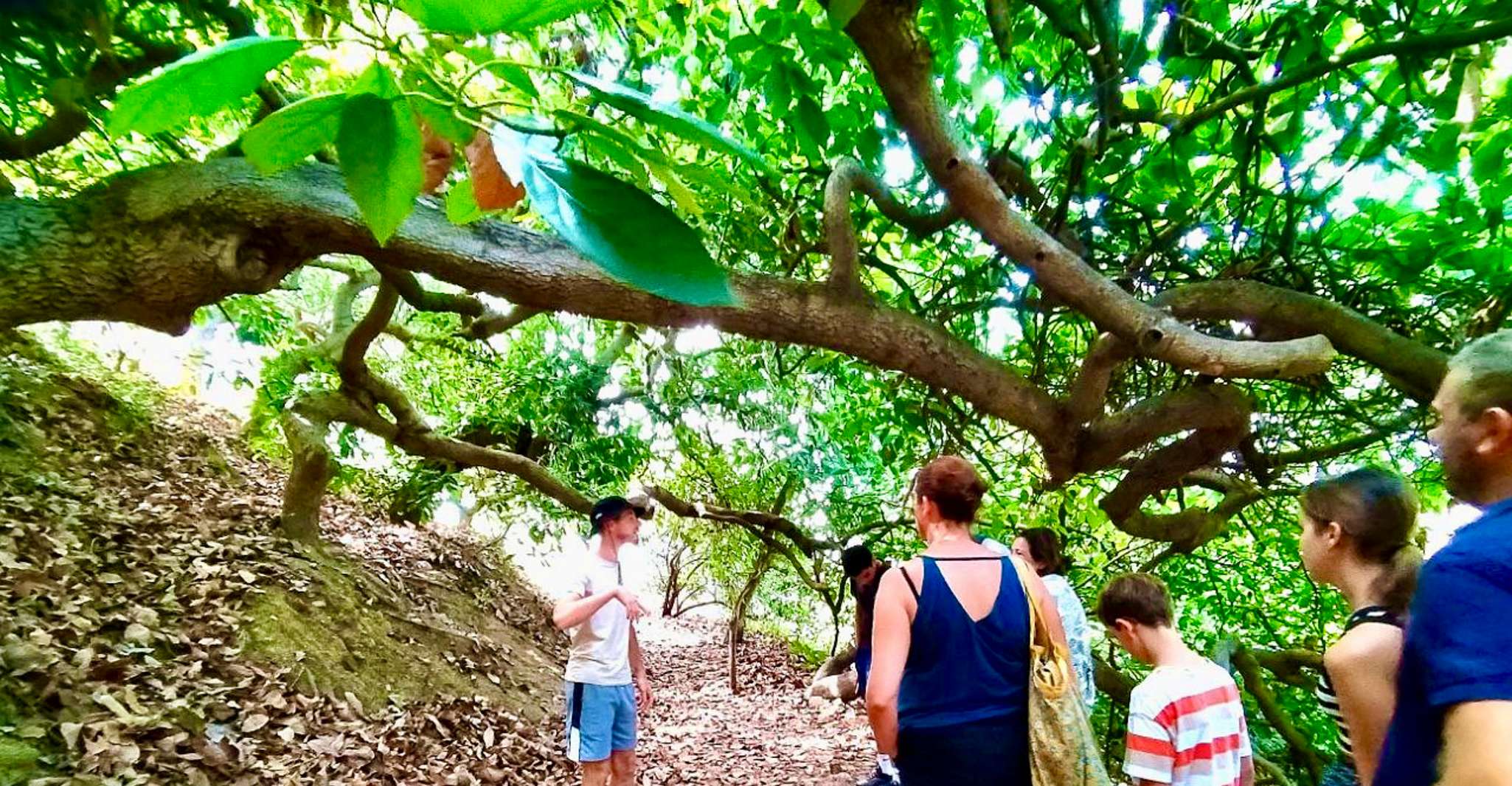 Menton ganztägig, Citrus Farm, Old-Town (Botanic & Boat Exp) - Hizvo