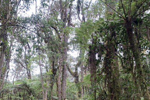 Kilimandscharo-Tagestour