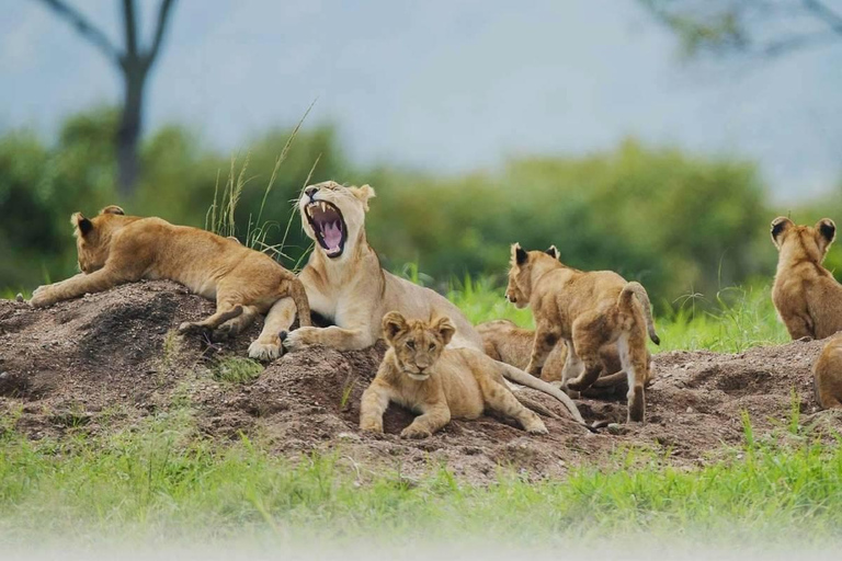 Arusha: 2-Day Lake Manyara National Park & Ngorongoro Crater 2-Day joining Safari to Tanzania National parks…