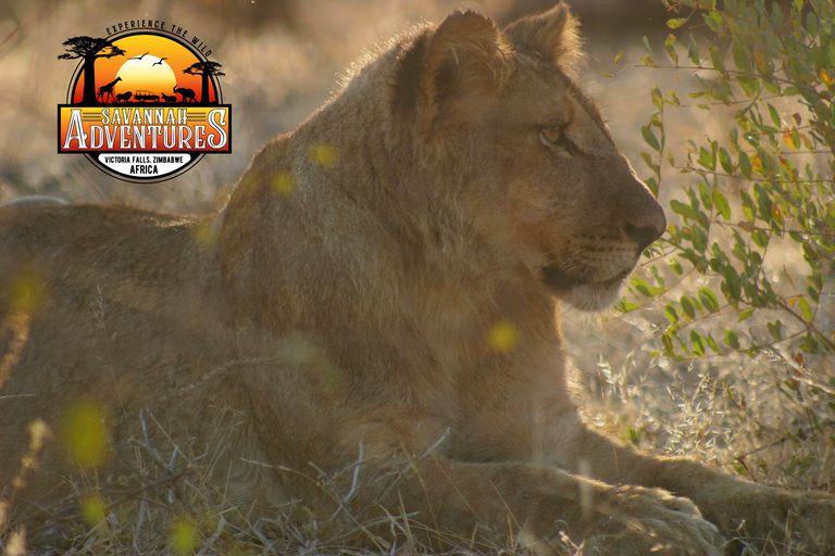 Cascate Vittoria: Game Drive o Safari per cavalieri singoli