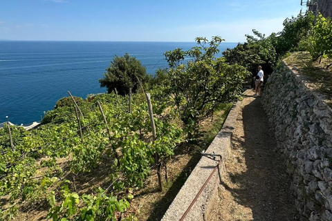 AMALFI FLAVORS EXPERIENCE: COOKING CLASS & VINEYARD TOUR