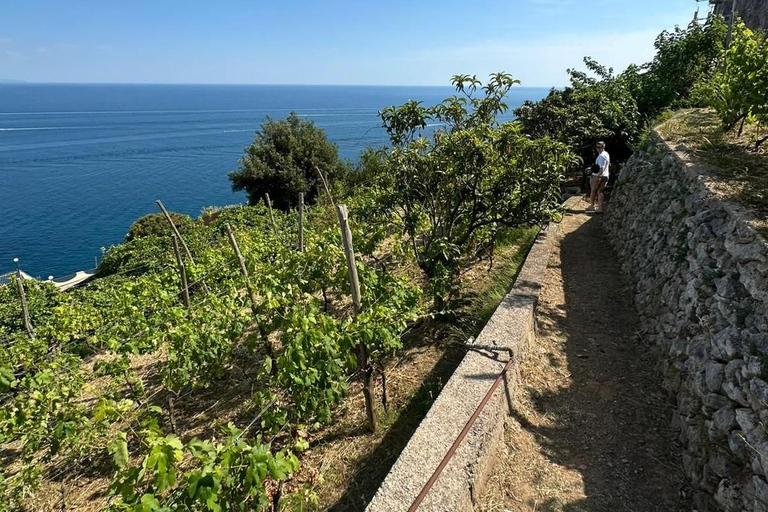 AMALFI FLAVORS EXPERIENCE: COOKING CLASS & VINEYARD TOUR