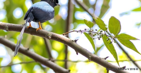 La Fortuna, Birdwatching Tour with Guide and Equipment