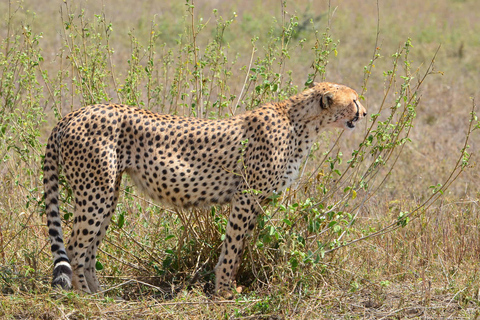 Arusha: 5-Day Serengeti, Ngorongoro, and Kilimanjaro Safari