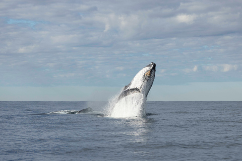 Gold Coast/Coolangatta: Whale Watching with Marine Biologist