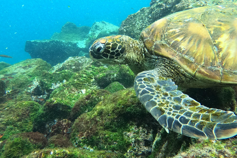 Desde Puerto Ayora: Pinzón y La Fé - Excursión completa de Snorkel