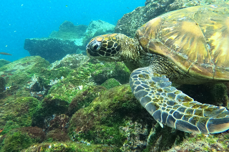 Z Puerto Ayora: Pinzón i La Fé - pełna wycieczka snorkelingowa