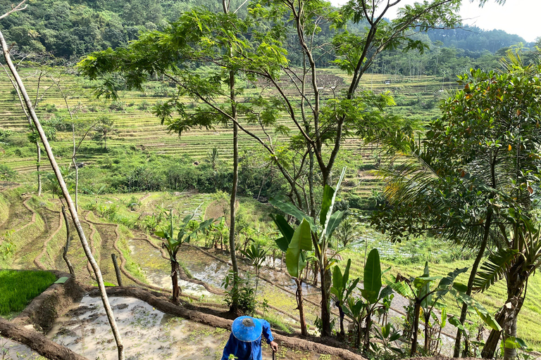 Tour particular aos terraços de arroz do Templo Selogriyo com almoço localDe Borobudur: Terraços de arroz Selogriyo e colheita de café