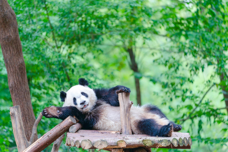 Chengdu: Half-Day Panda Base Tour with Guide Option Panda Base Tickets with Transfer and Tour Guide - Afternoon