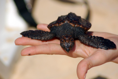 Guided Turtle Watching Experience In Sal
