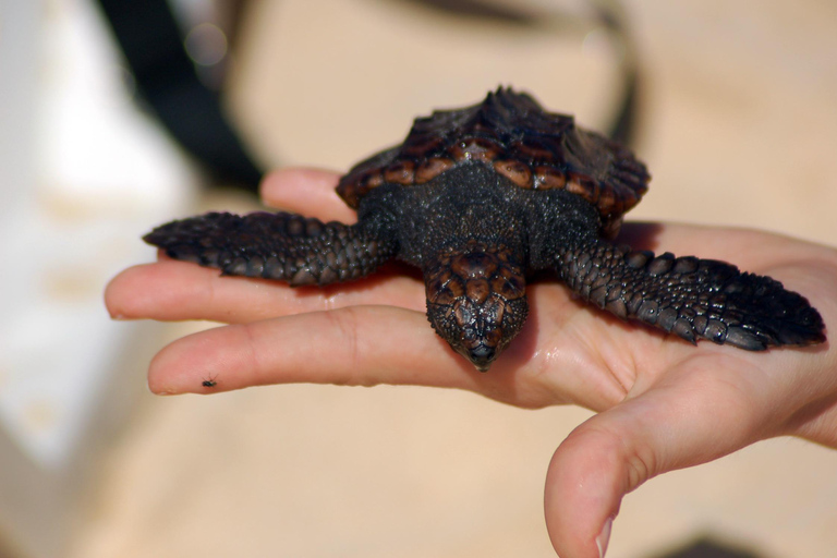 Guided Turtle Watching Experience In Sal
