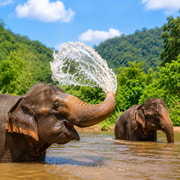 Pattaya: Ethical Rescued Elephant Sanctuary with Lunch Pattaya: Ethical Rescued Elephant Sanctuary with Lunch