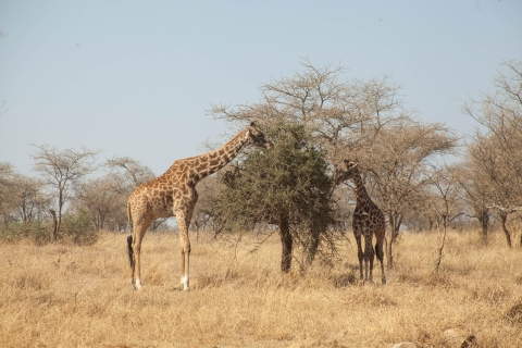 Safari de 5 jours dans le Serengeti, le Ngorongoro et le lac Duluti