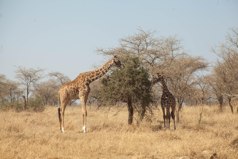Safari de 5 días en Serengeti, Ngorongoro y Lago Duluti