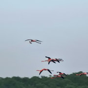 Caroni Bird Sanctuary: Wildlife Swamp Tour. | GetYourGuide