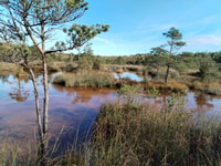 Kemeri National park Hiking trail (16 km) - Housity