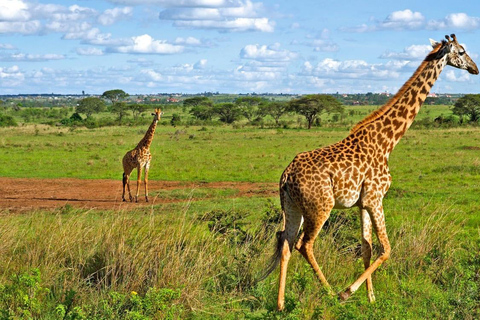 Game drive in Nairobi National Park met gratis halen en brengen