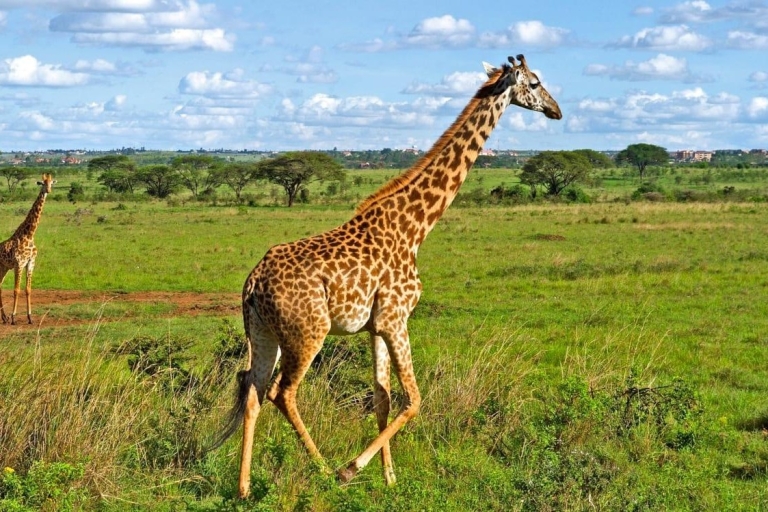 Nairobi National Park and Giraffe Center Guided Tour