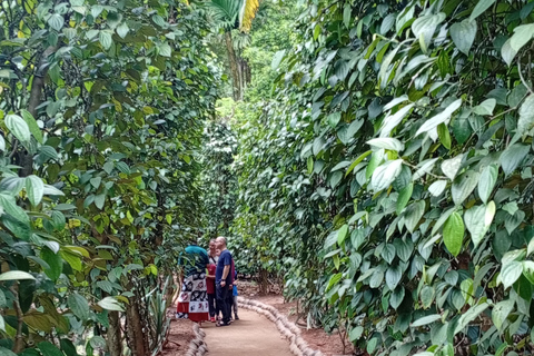 Kandy: Sigiriya or Pidurangala & Dambulla Day Tour by Van