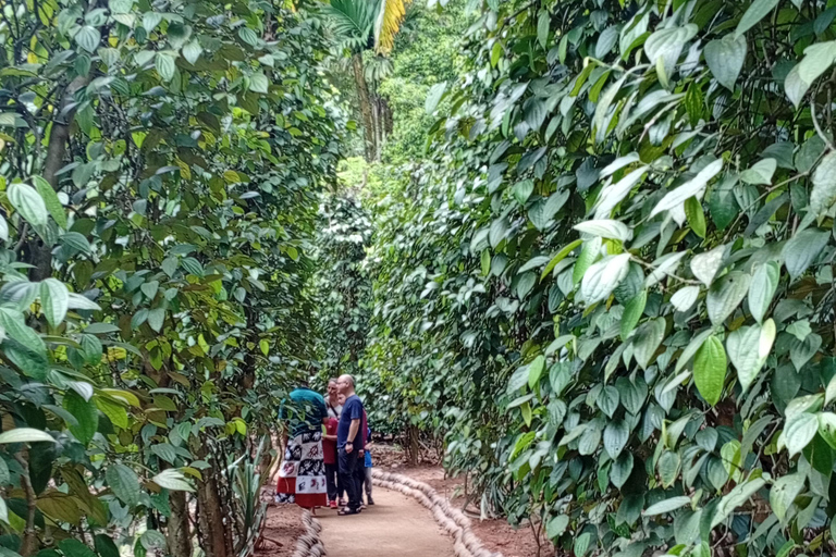 Kandy: Sigiriya or Pidurangala & Dambulla Day Tour by Van