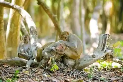 Ho Chi Minh City: Can Gio Mangrove Forest Monkey island