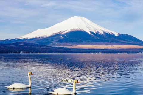Von Tokio aus: Mt. Fuji, Kawaguchi-See und Yamanaka TagestourShinjuku Station Treffpunkt um 8:30 Uhr
