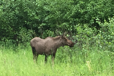 From Anchorage: Alaska Wildlife Center & Turnagain Arm Tour Year-Round Tour