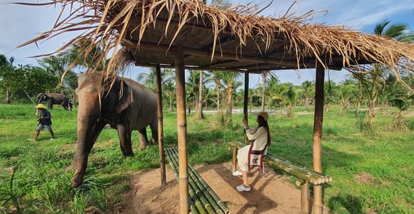 Von Pattaya aus: Tagestour zum Living Green Elephant Sanctuary