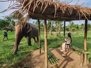 From Pattaya: Living Green Elephant Sanctuary Day Trip