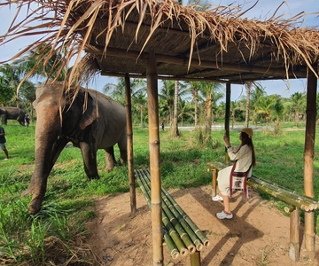 From Pattaya: Living Green Elephant Sanctuary Day Trip